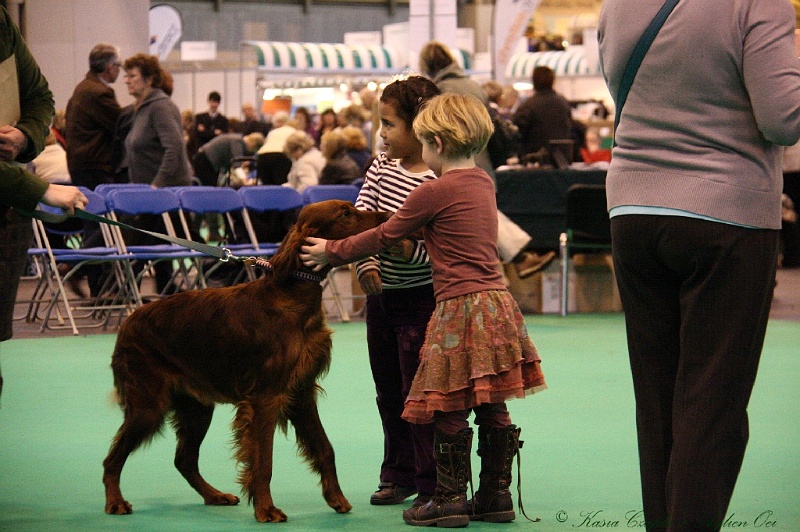 Crufts2011_2 141.jpg